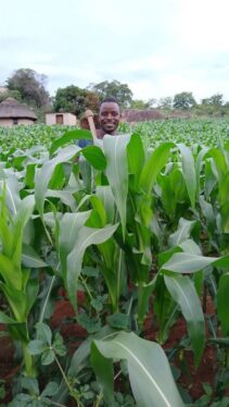 What is GNLD products for agriculture? 2 maize farm in kenya